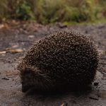 دانلود فیلم خانه نشینی 2021