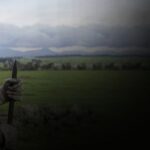 دانلود فیلم قوچ ها 2020