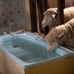 دانلود فیلم قوچ ها 2020