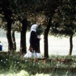 دانلود فیلم زیر درختان زیتون