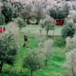 دانلود فیلم زیر درختان زیتون