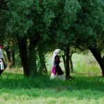 دانلود فیلم زیر درختان زیتون