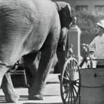 دانلود فیلم روشنایی های شهر 1931