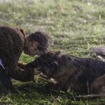 دانلود فیلم سگی به نام پالما 2021