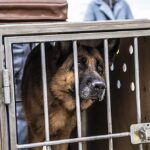 دانلود فیلم سگی به نام پالما 2021