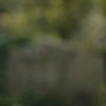 دانلود فیلم تنها نخواهی بود 2022