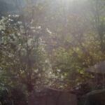 دانلود فیلم تنها نخواهی بود 2022