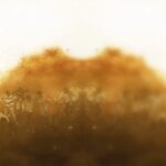 دانلود فیلم نترس 3 2019