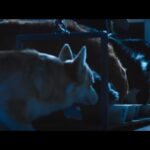 دانلود فیلم مرد سگی 2023