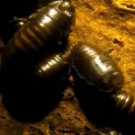 دانلود فیلم آلوده شده 2023