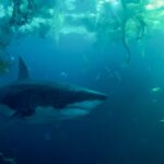 دانلود فیلم زیر پاریس 2024