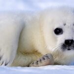 دانلود سریال پستانداران 2024