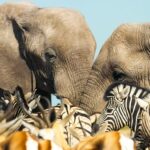 دانلود سریال پستانداران 2024