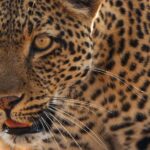 دانلود سریال پستانداران 2024