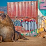 دانلود سریال پستانداران 2024