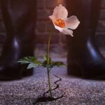 دانلود سریال مردی در رأس قلعه 2015