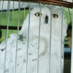 دانلود فیلم هری پاتر 2 2002